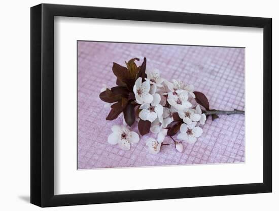 Branch with cherry flowers on pink underground, close up, still life-Andrea Haase-Framed Photographic Print