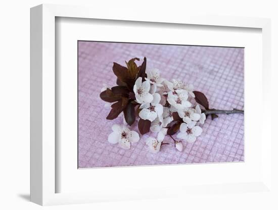 Branch with cherry flowers on pink underground, close up, still life-Andrea Haase-Framed Photographic Print