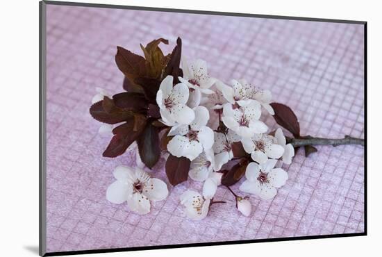 Branch with cherry flowers on pink underground, close up, still life-Andrea Haase-Mounted Photographic Print