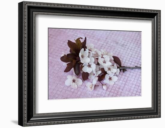 Branch with cherry flowers on pink underground, close up, still life-Andrea Haase-Framed Photographic Print