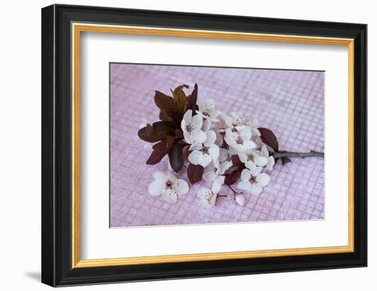 Branch with cherry flowers on pink underground, close up, still life-Andrea Haase-Framed Photographic Print