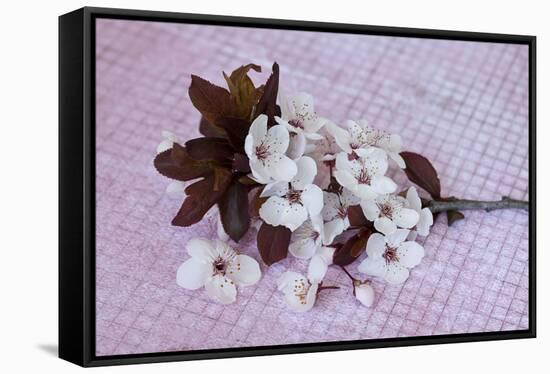 Branch with cherry flowers on pink underground, close up, still life-Andrea Haase-Framed Stretched Canvas