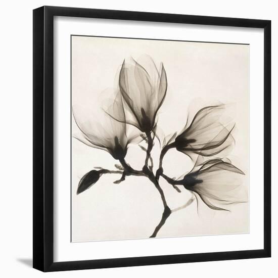 Branch with Four Magnolias, 1910-1925-Unknown-Framed Photographic Print