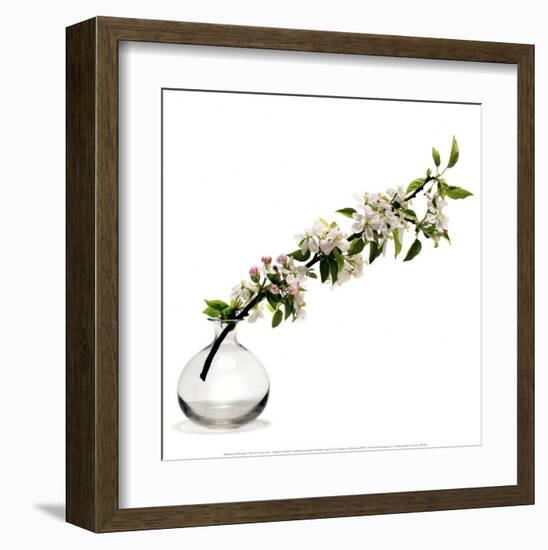 Branche de Pommier-Stephane De Bourgies-Framed Art Print