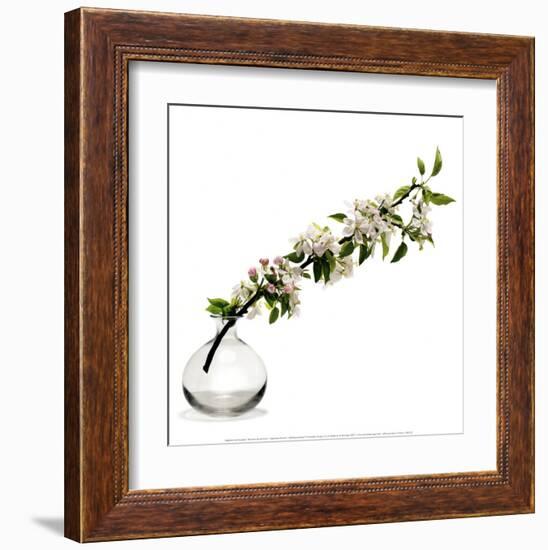 Branche de Pommier-Stephane De Bourgies-Framed Art Print