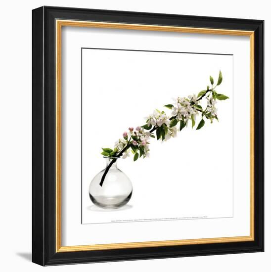 Branche de Pommier-Stephane De Bourgies-Framed Art Print