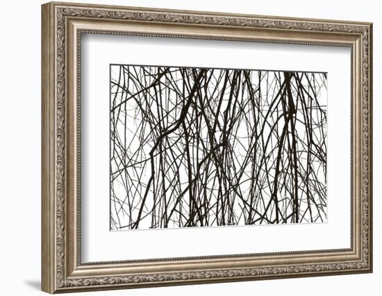 Branches and twigs in the back light as a silhouette on white background-Axel Killian-Framed Photographic Print