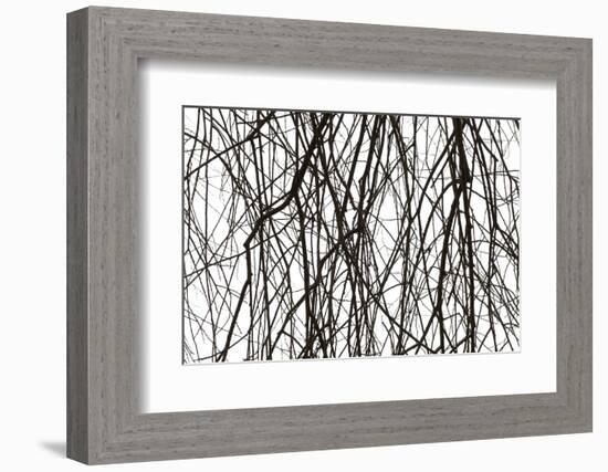 Branches and twigs in the back light as a silhouette on white background-Axel Killian-Framed Photographic Print