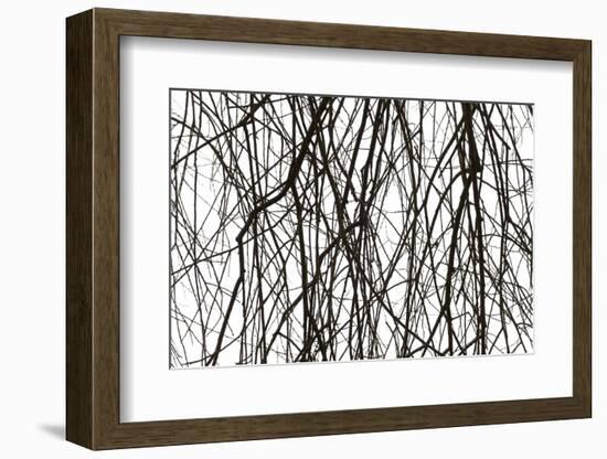 Branches and twigs in the back light as a silhouette on white background-Axel Killian-Framed Photographic Print