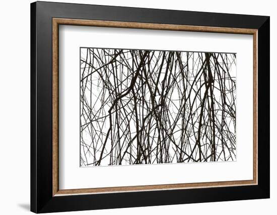 Branches and twigs in the back light as a silhouette on white background-Axel Killian-Framed Photographic Print