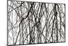 Branches and twigs in the back light as a silhouette on white background-Axel Killian-Mounted Photographic Print