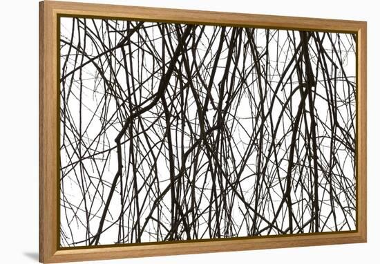 Branches and twigs in the back light as a silhouette on white background-Axel Killian-Framed Premier Image Canvas