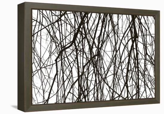 Branches and twigs in the back light as a silhouette on white background-Axel Killian-Framed Premier Image Canvas