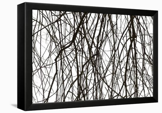 Branches and twigs in the back light as a silhouette on white background-Axel Killian-Framed Premier Image Canvas