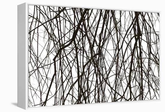 Branches and twigs in the back light as a silhouette on white background-Axel Killian-Framed Premier Image Canvas