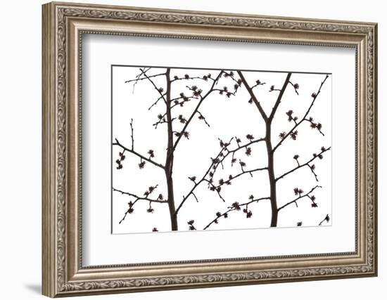 Branches and twigs in the back light as a silhouette on white background-Axel Killian-Framed Photographic Print