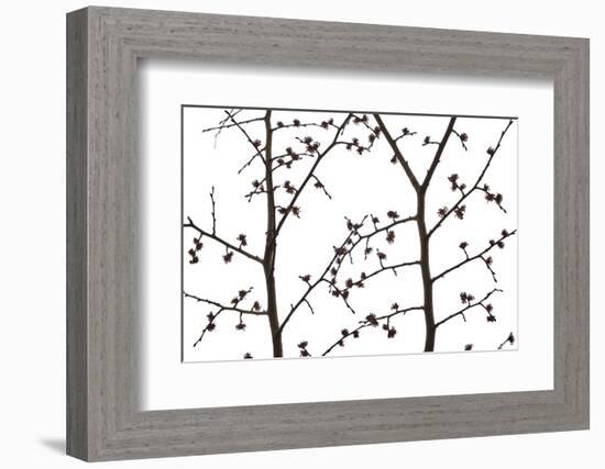 Branches and twigs in the back light as a silhouette on white background-Axel Killian-Framed Photographic Print