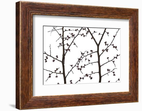 Branches and twigs in the back light as a silhouette on white background-Axel Killian-Framed Photographic Print