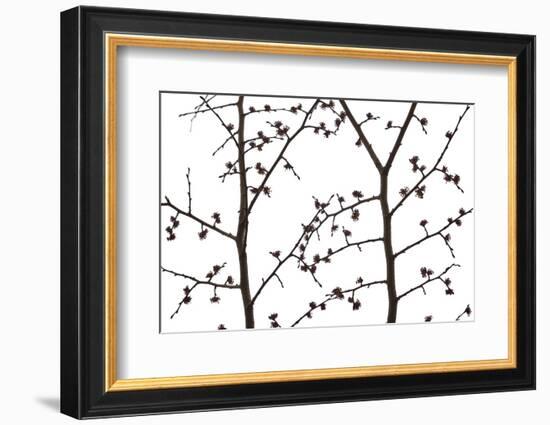 Branches and twigs in the back light as a silhouette on white background-Axel Killian-Framed Photographic Print