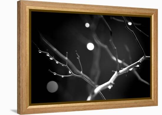 Branches in Rain-Ursula Abresch-Framed Premier Image Canvas