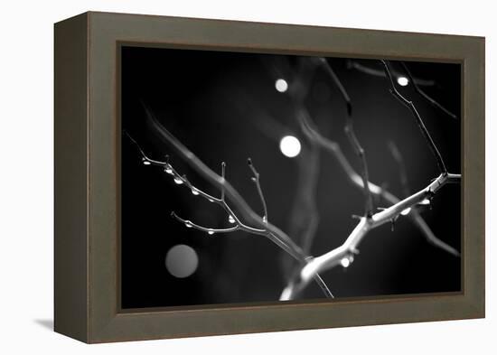 Branches in Rain-Ursula Abresch-Framed Premier Image Canvas