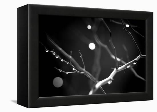 Branches in Rain-Ursula Abresch-Framed Premier Image Canvas