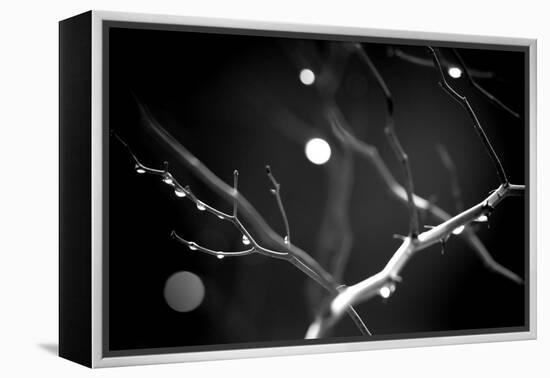 Branches in Rain-Ursula Abresch-Framed Premier Image Canvas