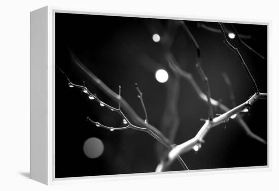 Branches in Rain-Ursula Abresch-Framed Premier Image Canvas