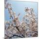 Premium Photographic Print