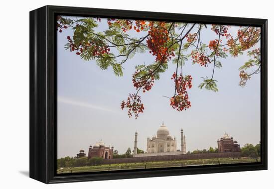 Branches of a Flowering Tree with Red Flowers Frame the Taj Mahal Symbol of Islam in India-Roberto Moiola-Framed Premier Image Canvas