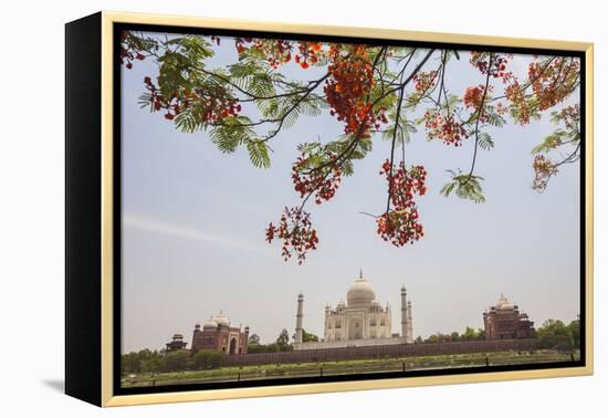 Branches of a Flowering Tree with Red Flowers Frame the Taj Mahal Symbol of Islam in India-Roberto Moiola-Framed Premier Image Canvas