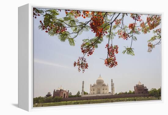 Branches of a Flowering Tree with Red Flowers Frame the Taj Mahal Symbol of Islam in India-Roberto Moiola-Framed Premier Image Canvas