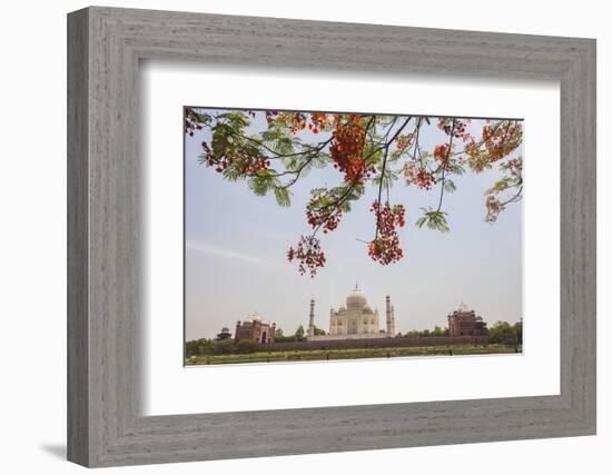 Branches of a Flowering Tree with Red Flowers Frame the Taj Mahal Symbol of Islam in India-Roberto Moiola-Framed Photographic Print