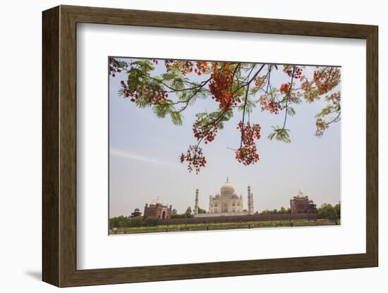 Branches of a Flowering Tree with Red Flowers Frame the Taj Mahal Symbol of Islam in India-Roberto Moiola-Framed Photographic Print