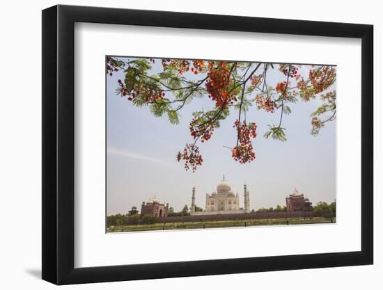 Branches of a Flowering Tree with Red Flowers Frame the Taj Mahal Symbol of Islam in India-Roberto Moiola-Framed Photographic Print