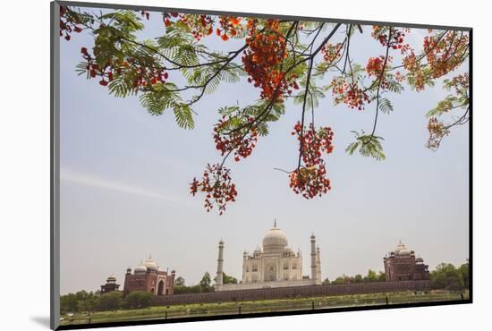 Branches of a Flowering Tree with Red Flowers Frame the Taj Mahal Symbol of Islam in India-Roberto Moiola-Mounted Photographic Print