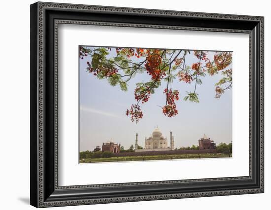 Branches of a Flowering Tree with Red Flowers Frame the Taj Mahal Symbol of Islam in India-Roberto Moiola-Framed Photographic Print
