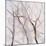 Branches of a Wish Tree B-Danna Harvey-Mounted Giclee Print