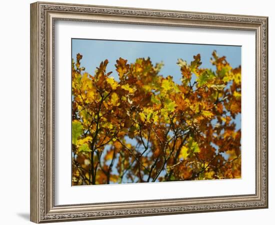 Branches of an Oak Tree with Its Leaves Turning Golden at Kenilworth Castle in Warwickshire-null-Framed Photographic Print