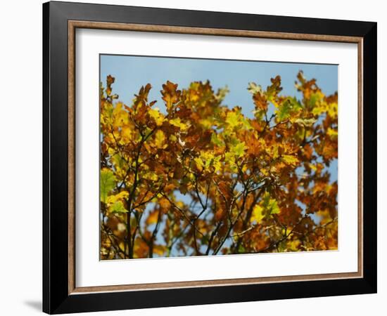 Branches of an Oak Tree with Its Leaves Turning Golden at Kenilworth Castle in Warwickshire-null-Framed Photographic Print