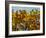 Branches of an Oak Tree with Its Leaves Turning Golden at Kenilworth Castle in Warwickshire-null-Framed Photographic Print