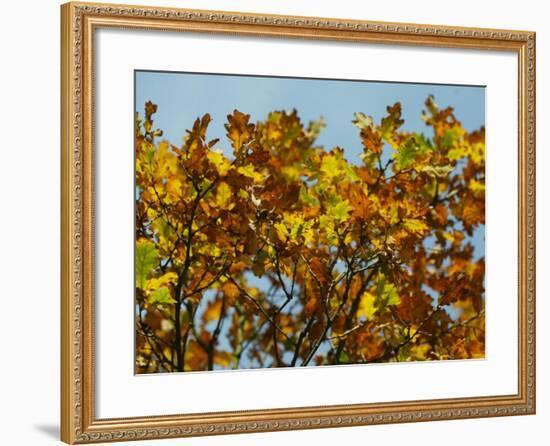Branches of an Oak Tree with Its Leaves Turning Golden at Kenilworth Castle in Warwickshire-null-Framed Photographic Print