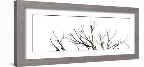 Branches on White Background-Clive Nolan-Framed Photographic Print