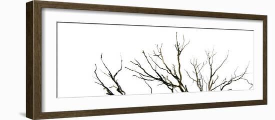 Branches on White Background-Clive Nolan-Framed Photographic Print