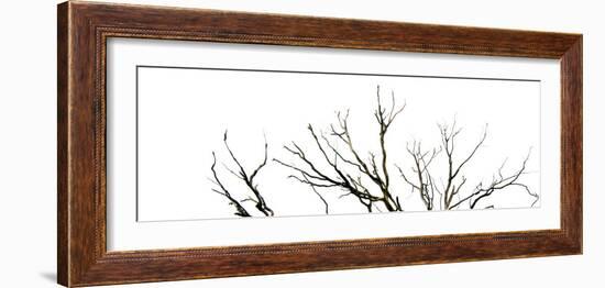 Branches on White Background-Clive Nolan-Framed Photographic Print