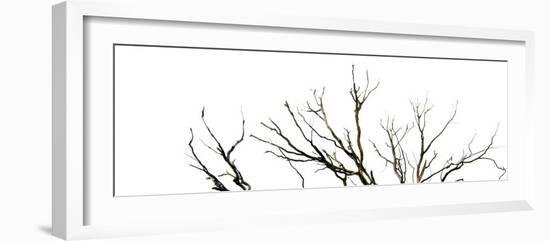 Branches on White Background-Clive Nolan-Framed Photographic Print