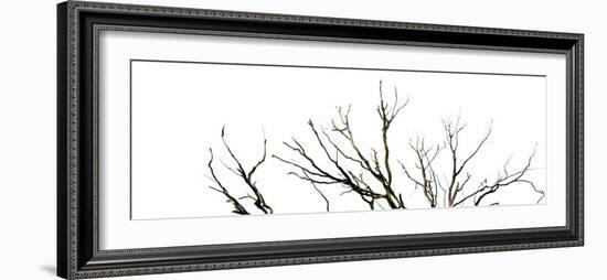 Branches on White Background-Clive Nolan-Framed Photographic Print