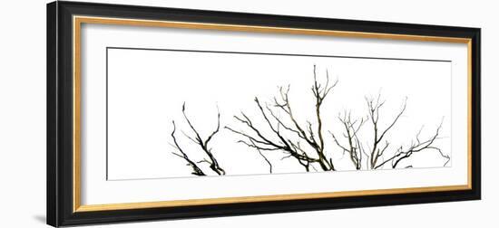 Branches on White Background-Clive Nolan-Framed Photographic Print