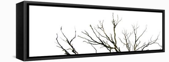 Branches on White Background-Clive Nolan-Framed Premier Image Canvas