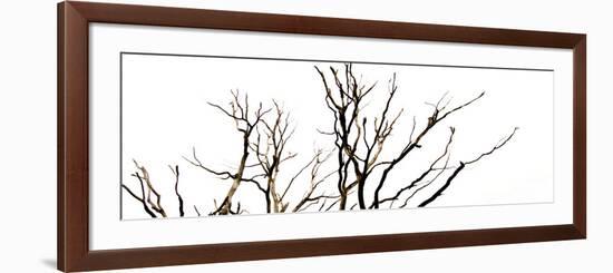 Branches on White Background-Clive Nolan-Framed Photographic Print